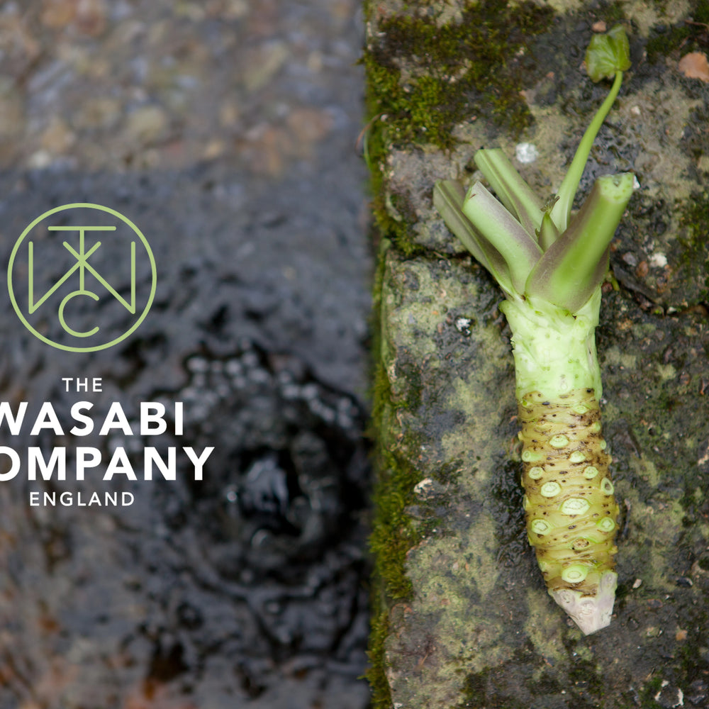 Why Clean Running Water is the Key to Growing Perfect Wasabi