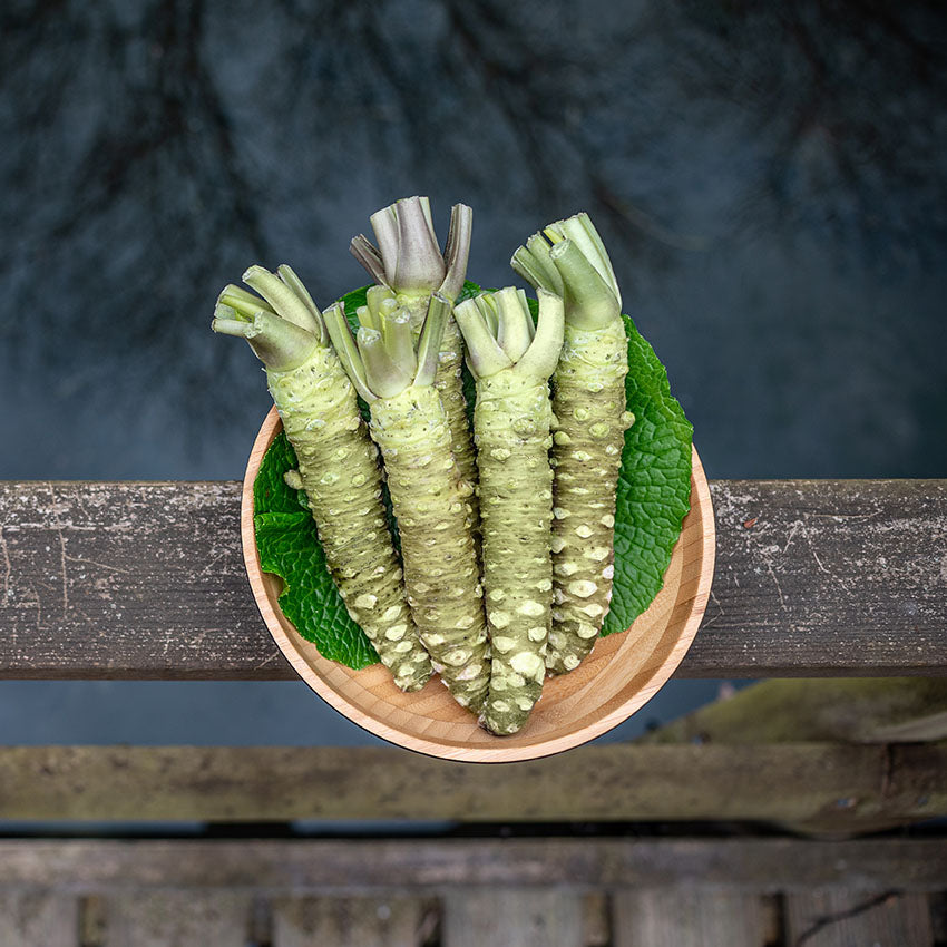 Fresh Japanese Wasabi