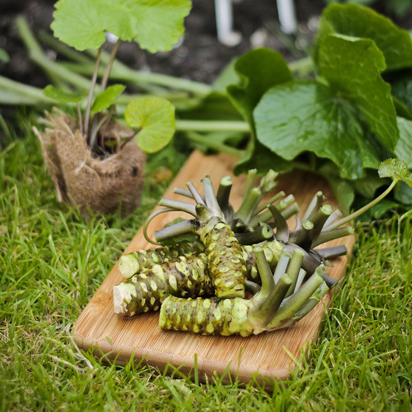 British Wasabi