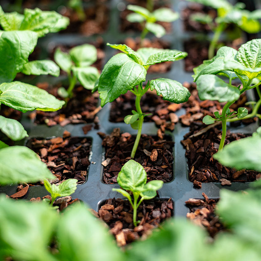 Shiso Plants