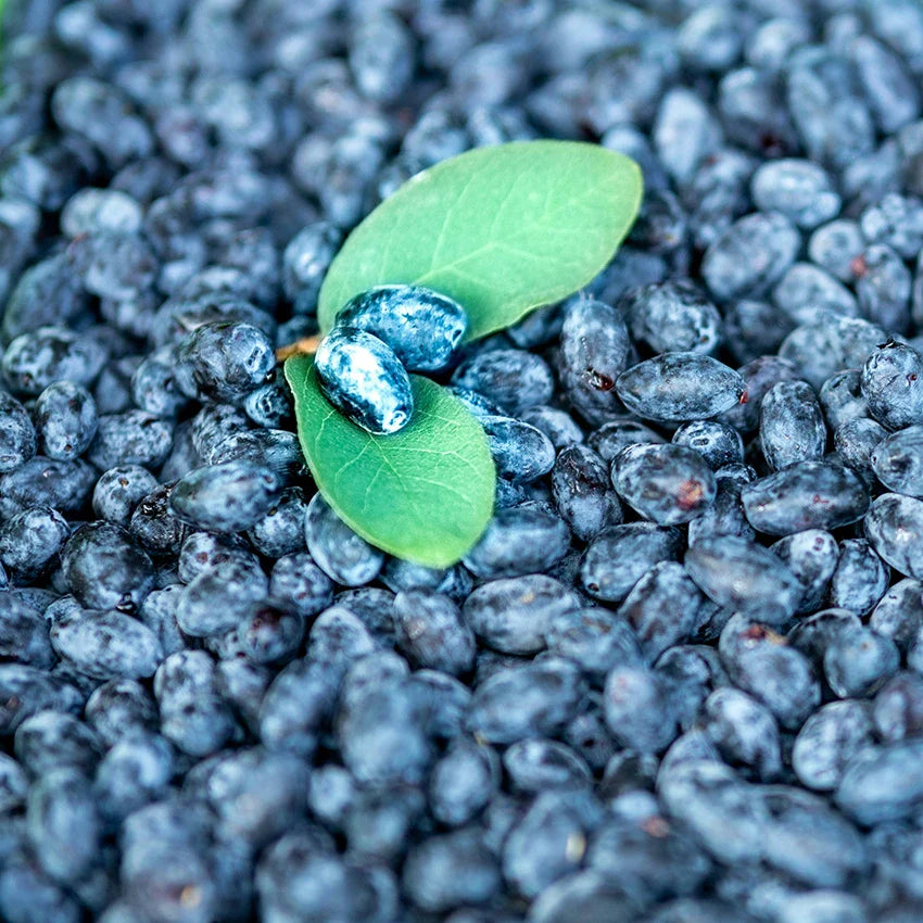 Honeyberry Plants