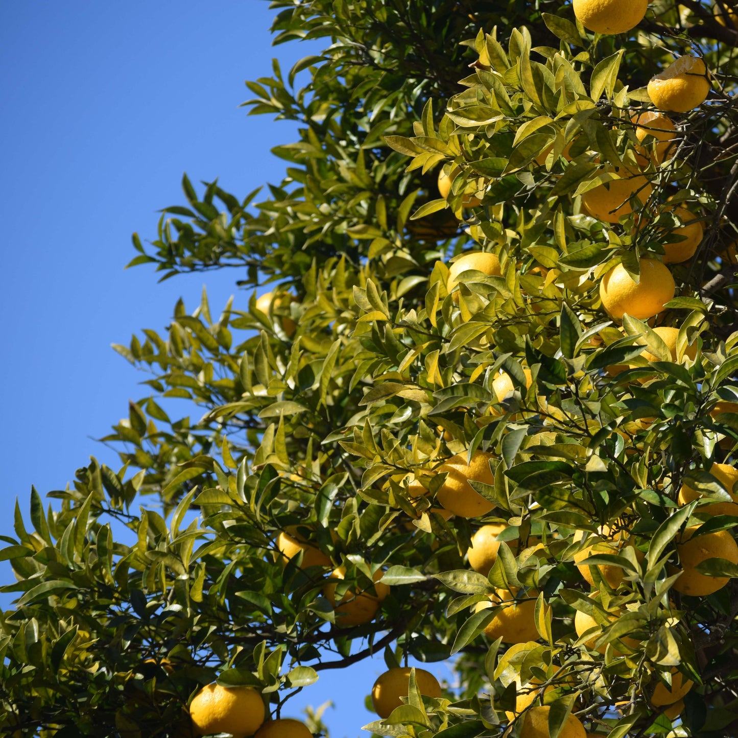 Japanese Citrus Trees