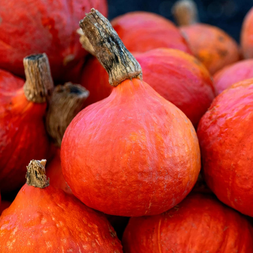 Japanese Squash Plants