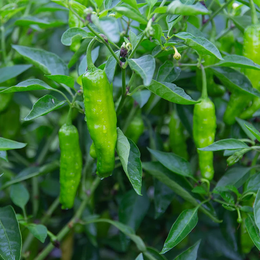 Japanese Pepper Trees