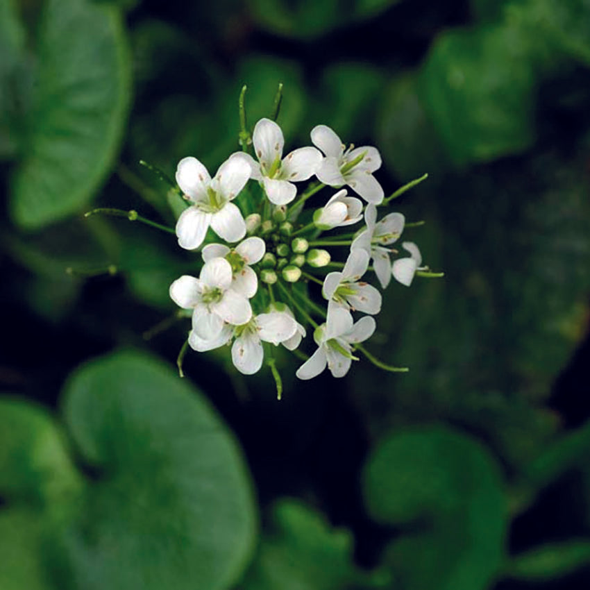 Wasabi Flowers