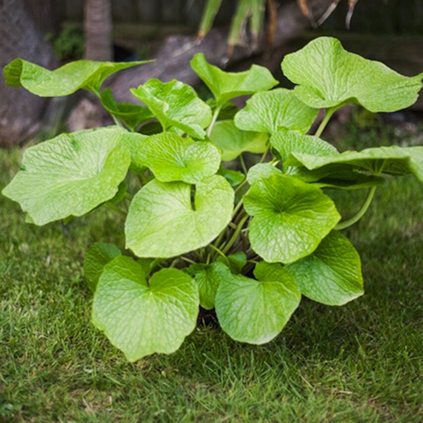 Wasabi Plants