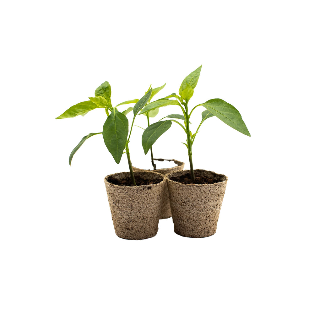 Shishito Pepper Plants x 3