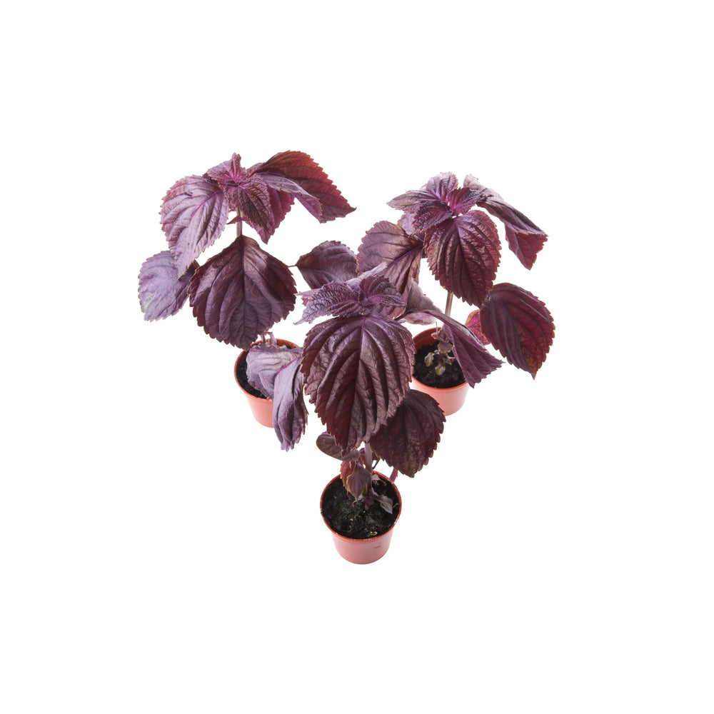 Purple (Red) Shiso Plants - Set of 3