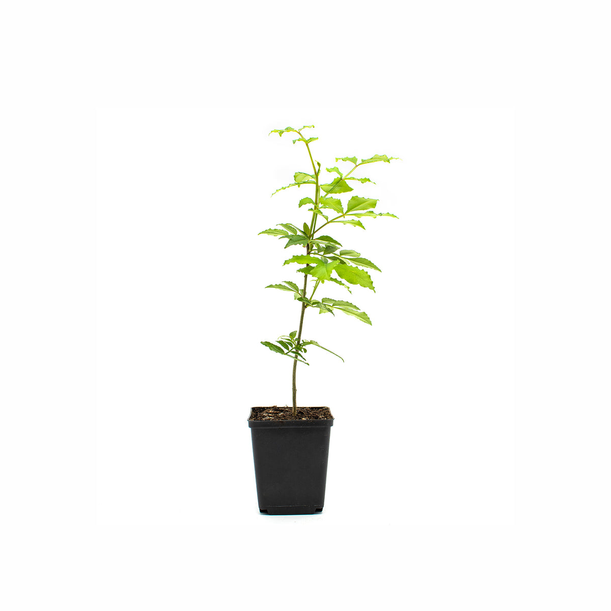 Szechuan Pepper Tree | The Wasabi Company