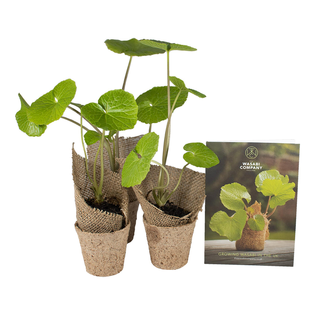 3 Wasabi Plants | Grow Your Own | The Wasabi Company