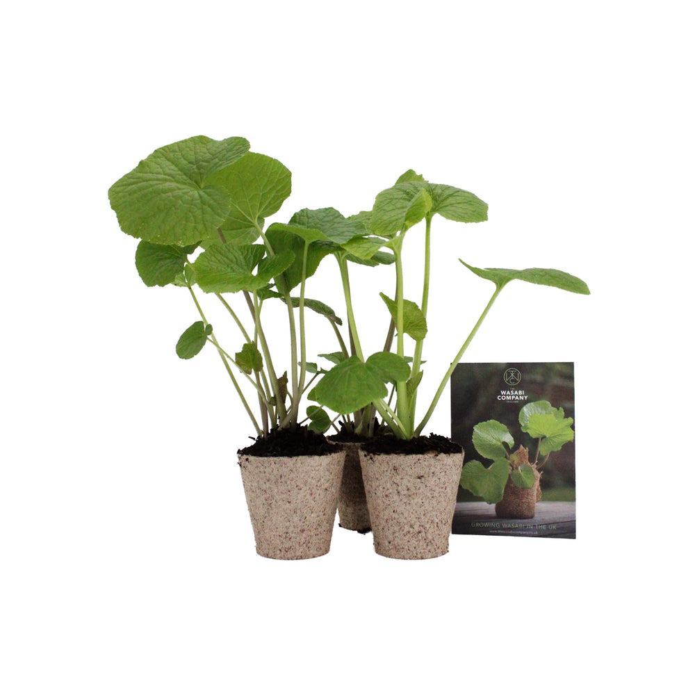 Large Wasabi Plants - Set of 3