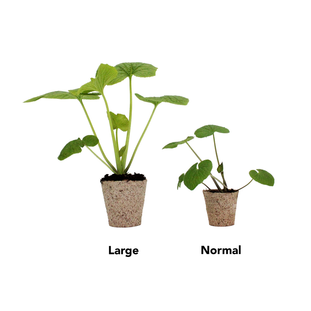 
                  
                    Large Wasabi Plants - Set of 3
                  
                