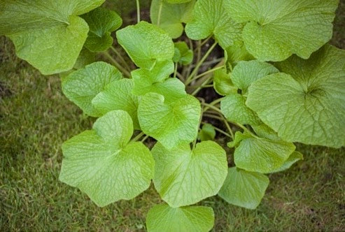 
                  
                    Large Wasabi Plant
                  
                