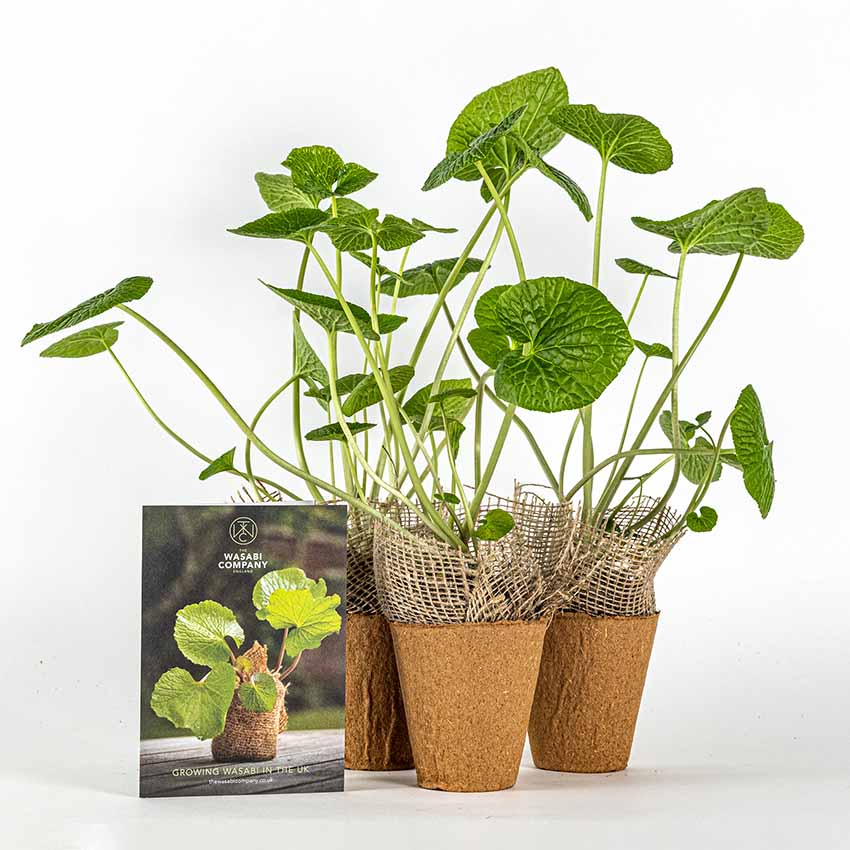 
                  
                    Large Wasabi Plants - Set of 3
                  
                